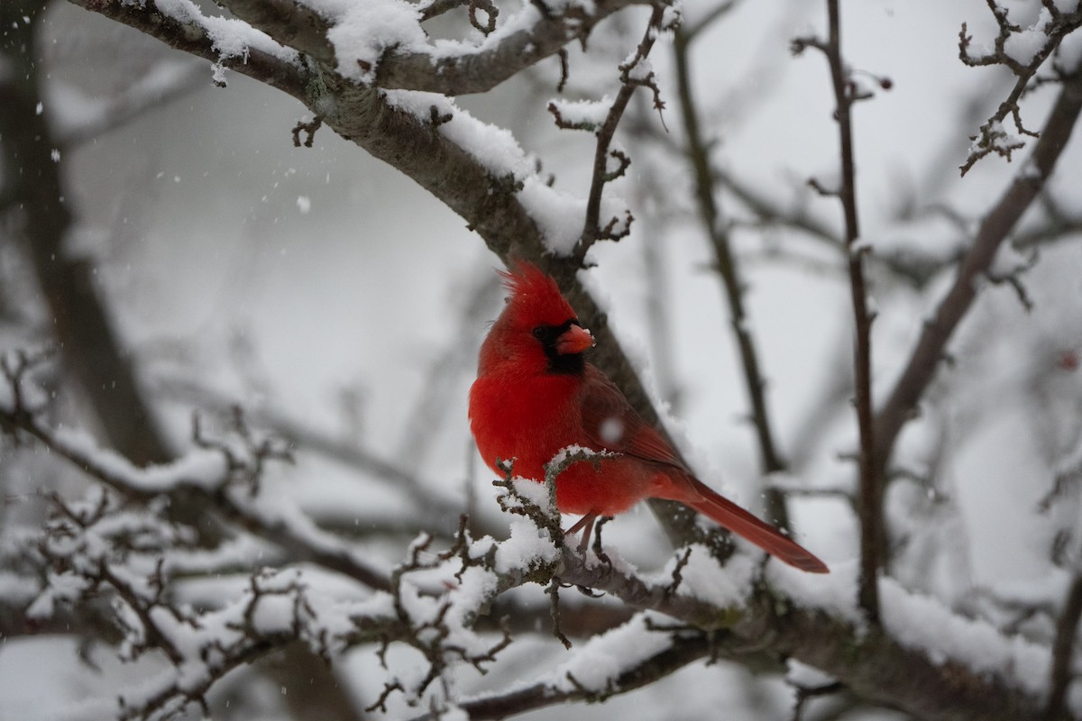 Kırmızı Kardinal - ML647178034