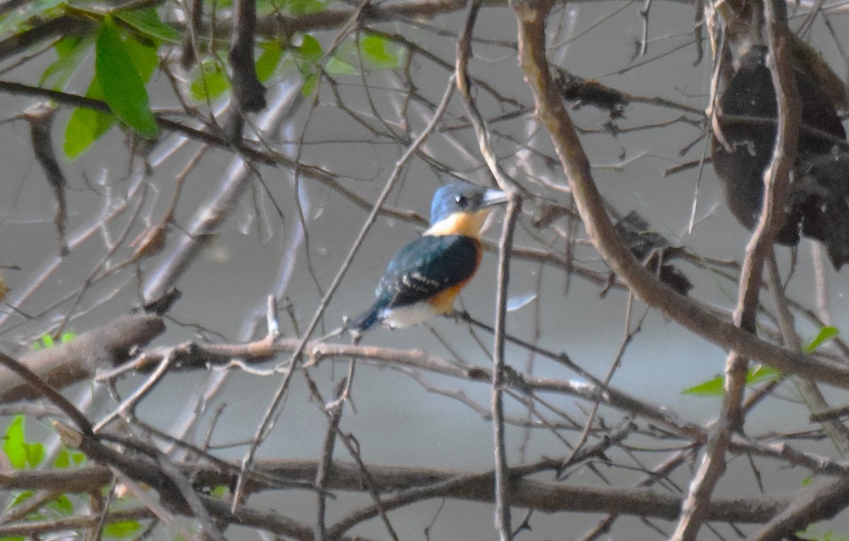 bronseisfugl - ML647178038