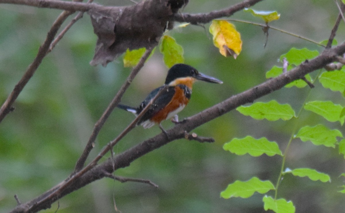 bronseisfugl - ML647178039