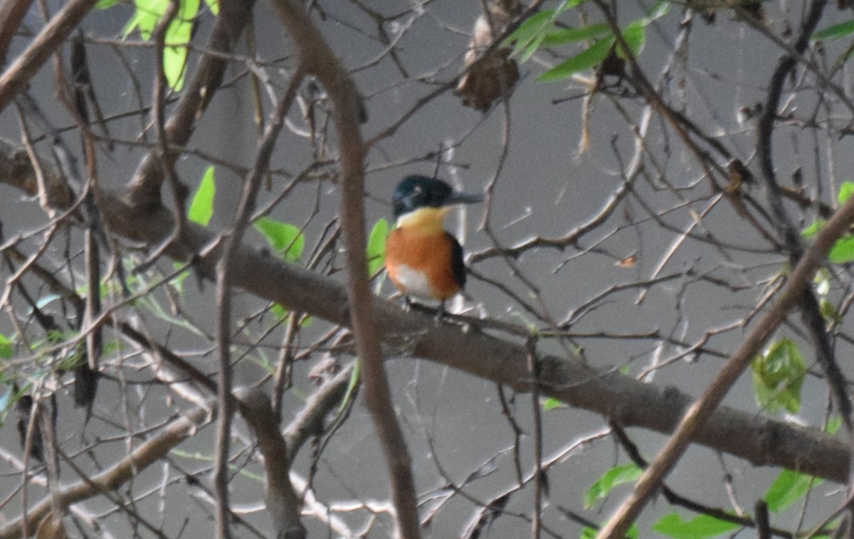 bronseisfugl - ML647178040