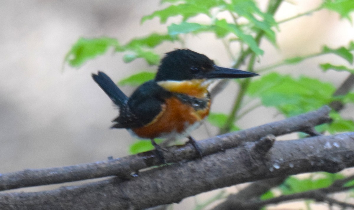 bronseisfugl - ML647178041