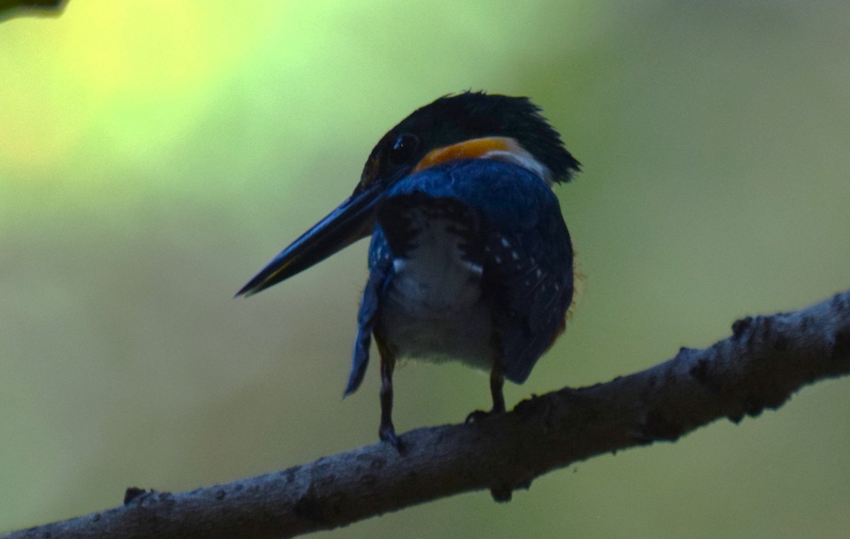 bronseisfugl - ML647178042