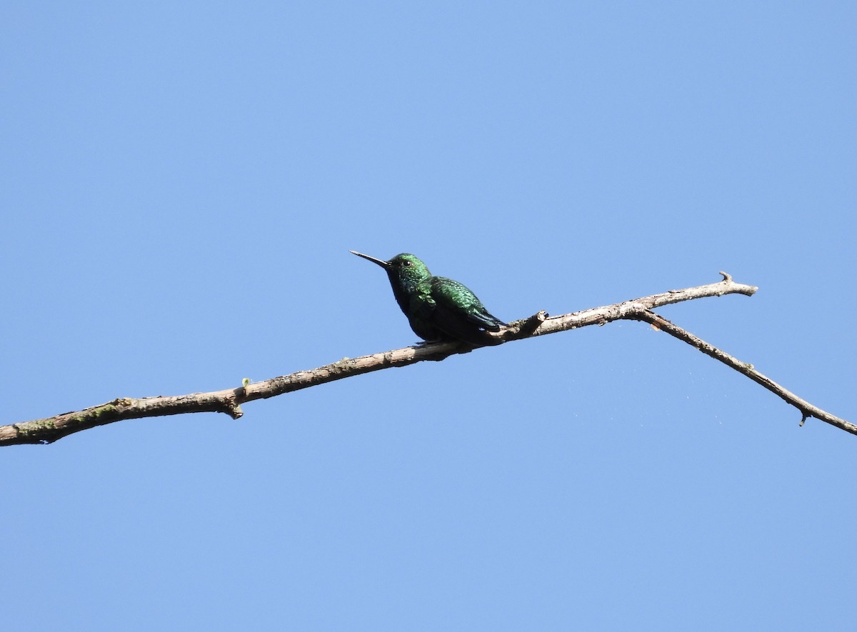 Western Emerald - ML647178050