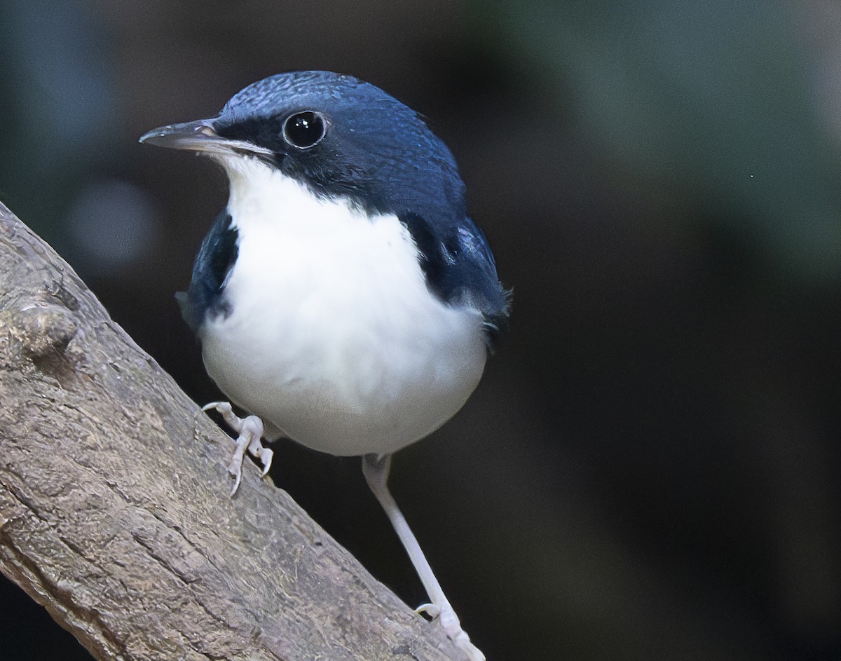 Siberian Blue Robin - ML647178052