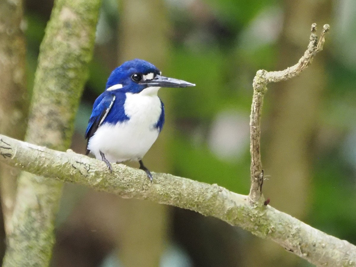 Little Kingfisher - ML647178062