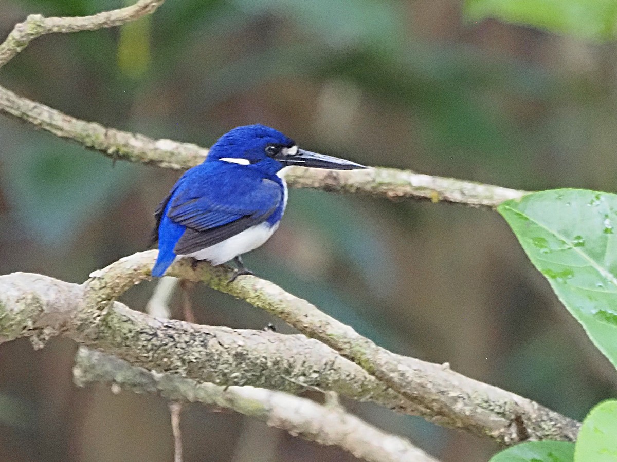 Little Kingfisher - ML647178063