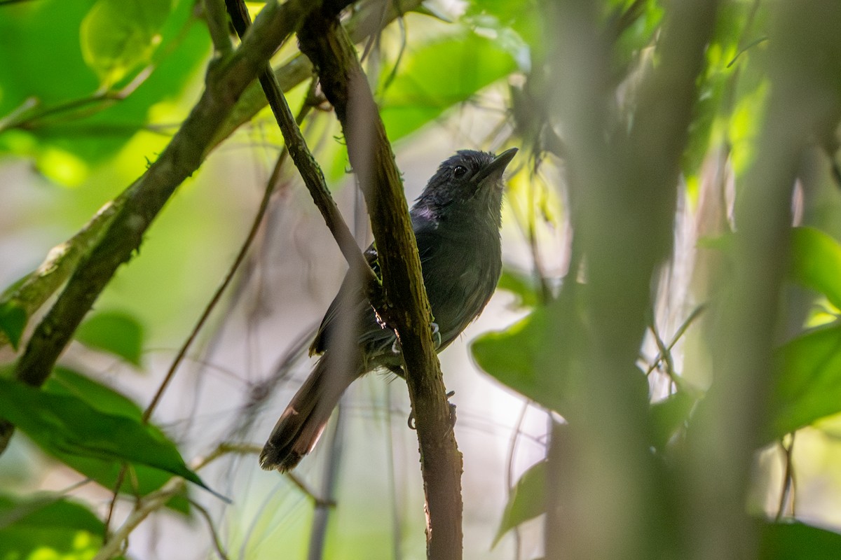 ウスグロアリドリ - ML647178078