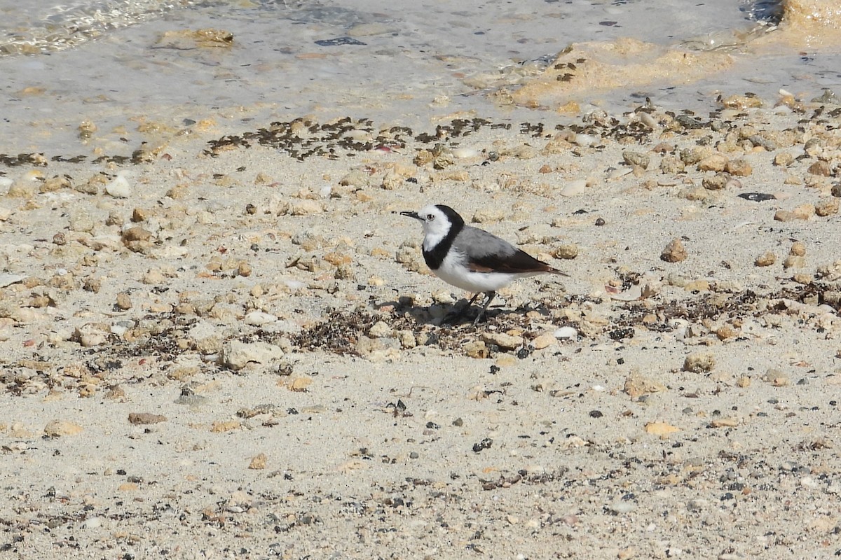 White-fronted Chat - ML647178084