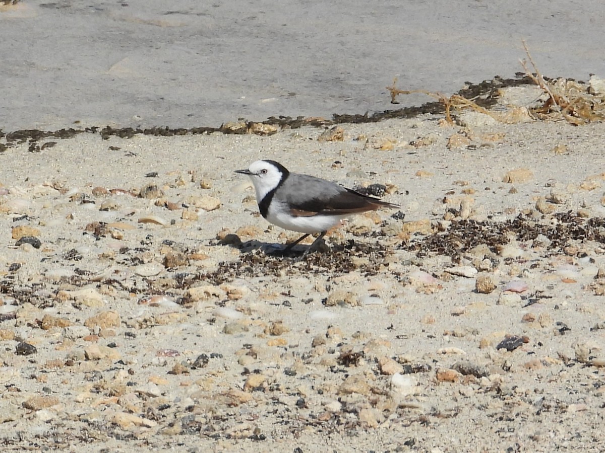 White-fronted Chat - ML647178085