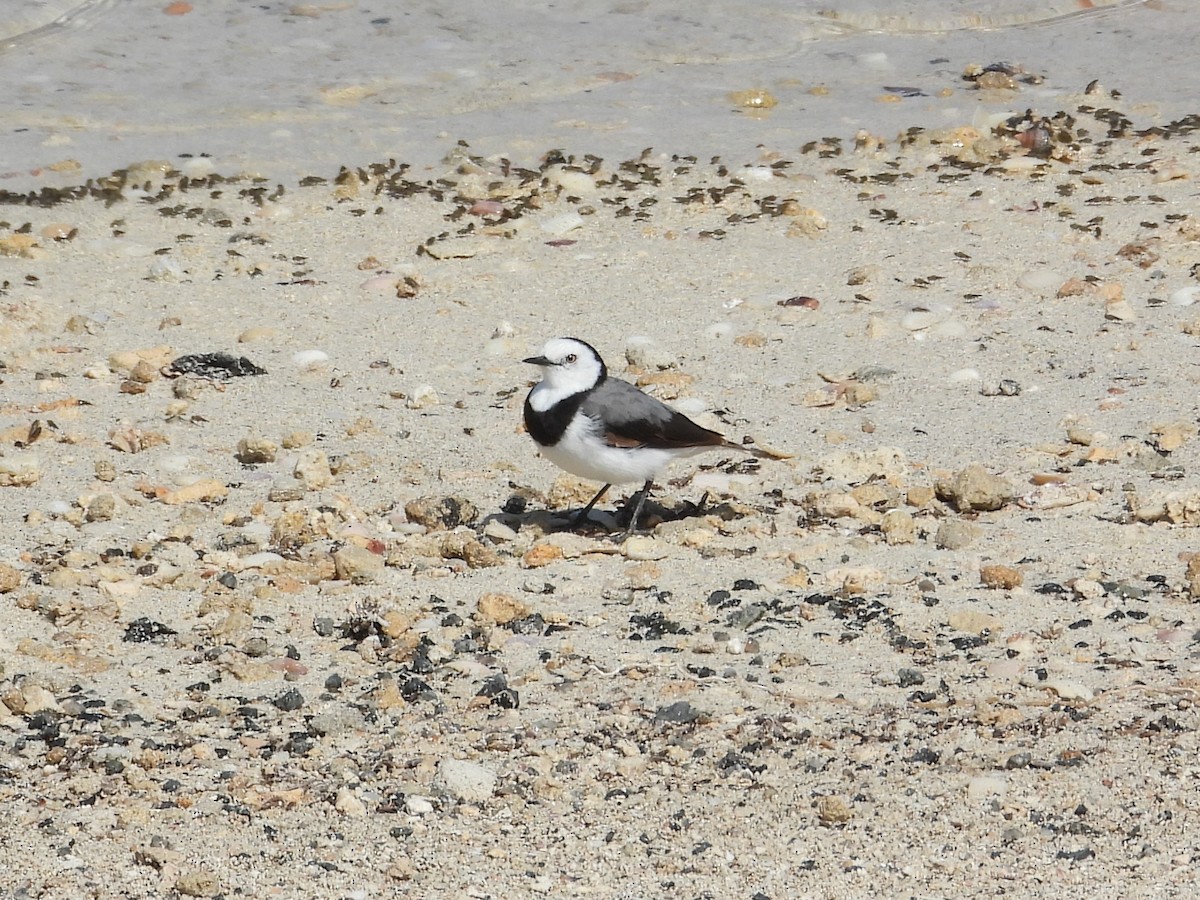 White-fronted Chat - ML647178086