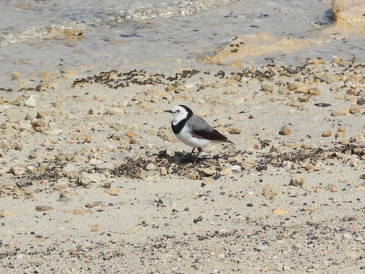 White-fronted Chat - ML647178087