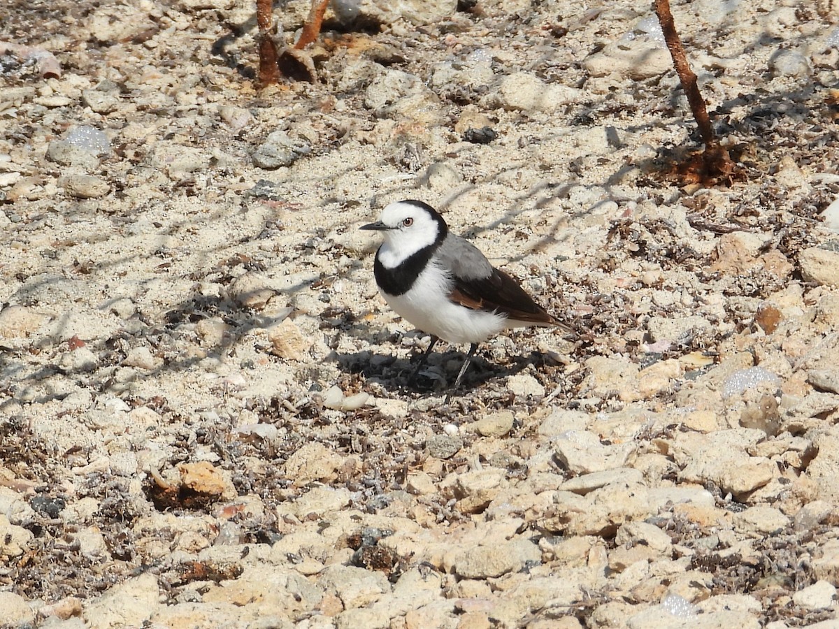 White-fronted Chat - ML647178088