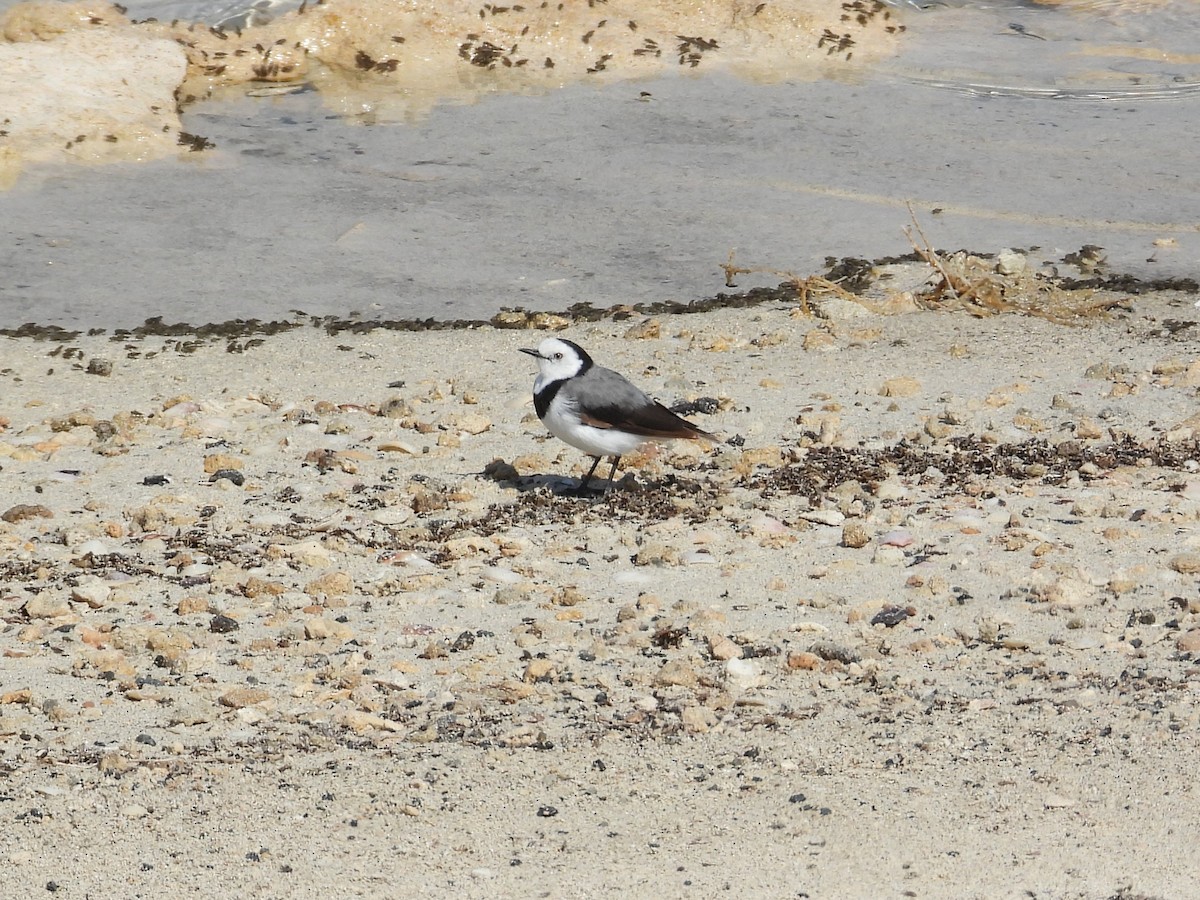 White-fronted Chat - ML647178089