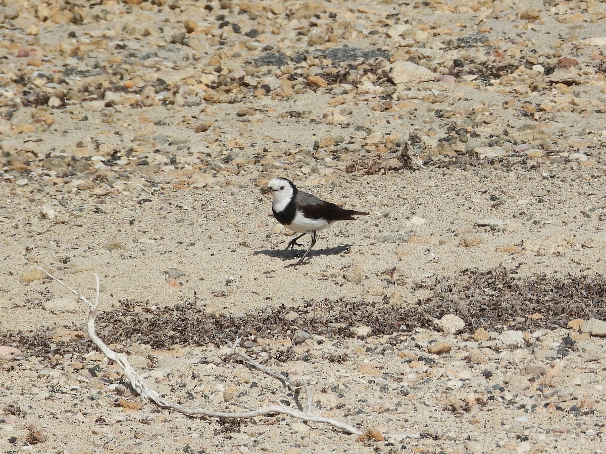 White-fronted Chat - ML647178090