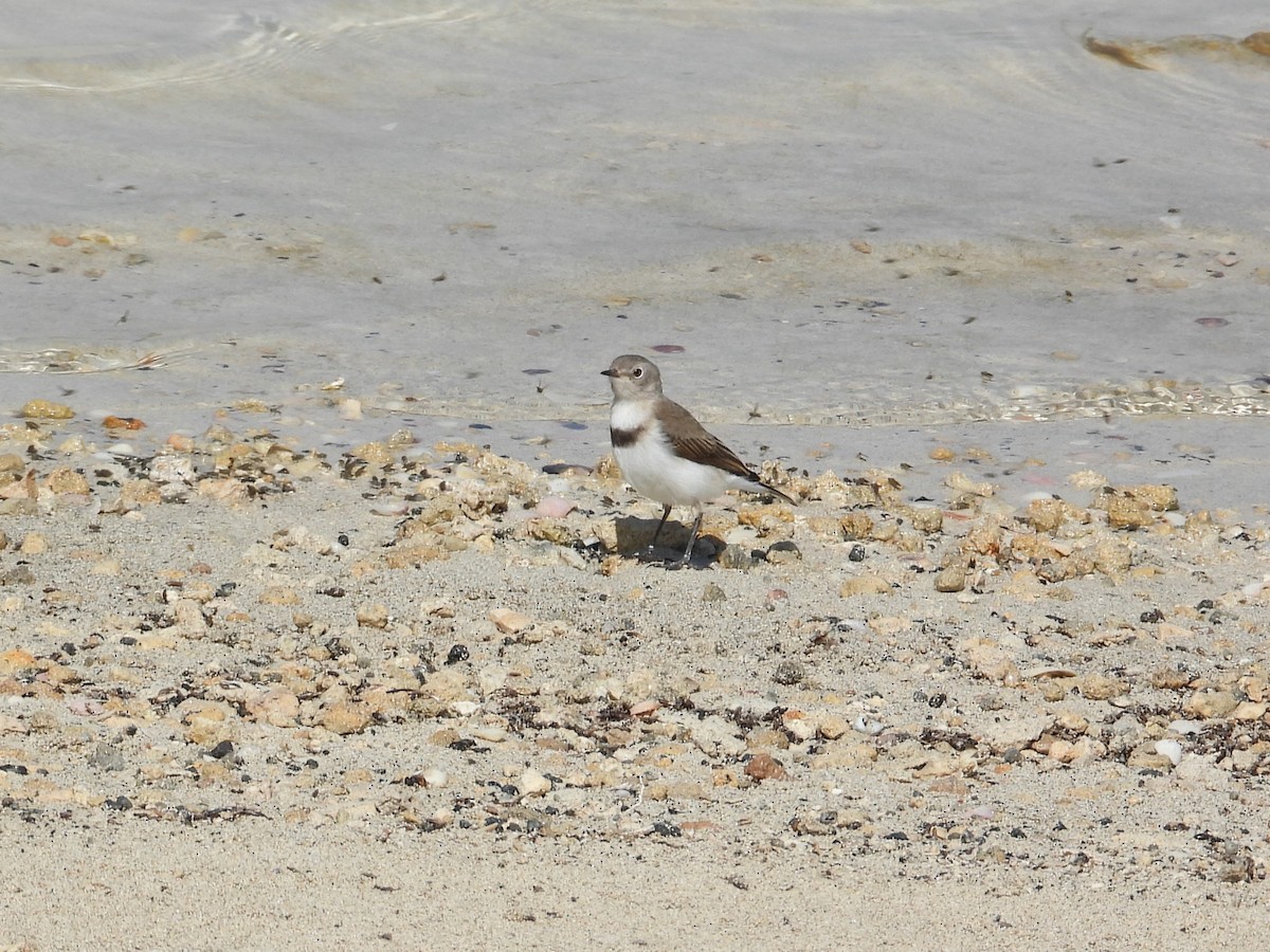 White-fronted Chat - ML647178091