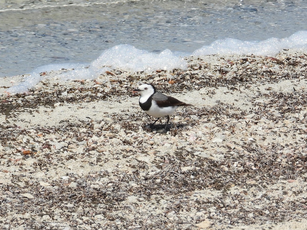 White-fronted Chat - ML647178092
