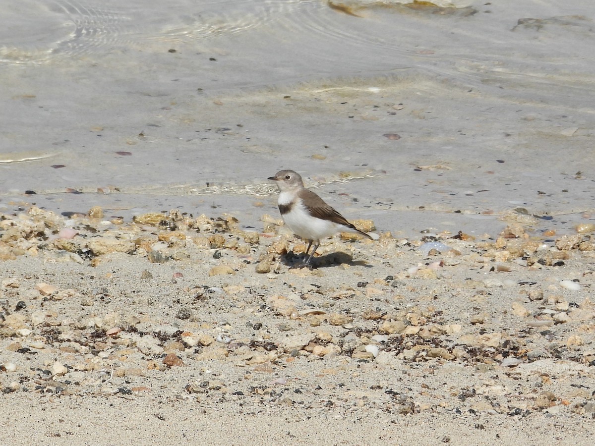 White-fronted Chat - ML647178093