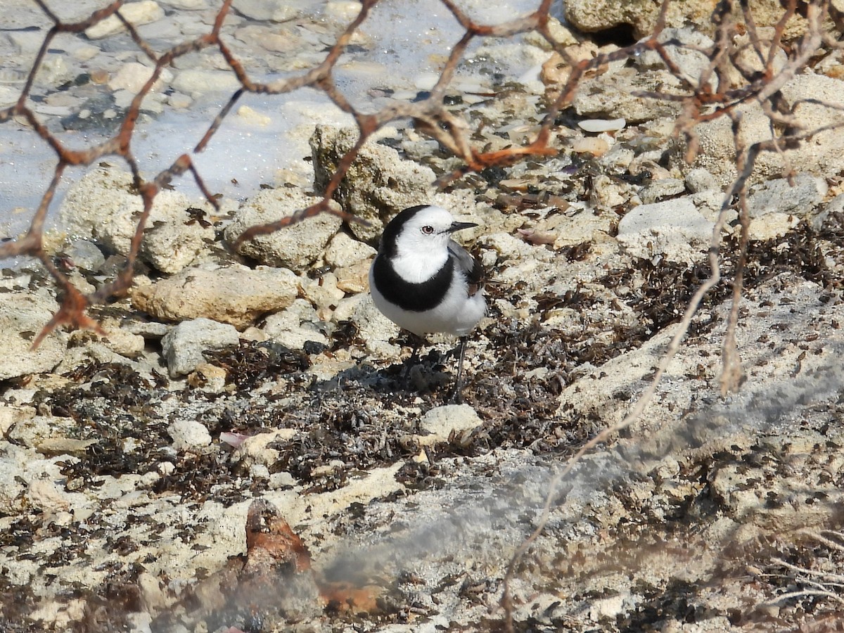 White-fronted Chat - ML647178094
