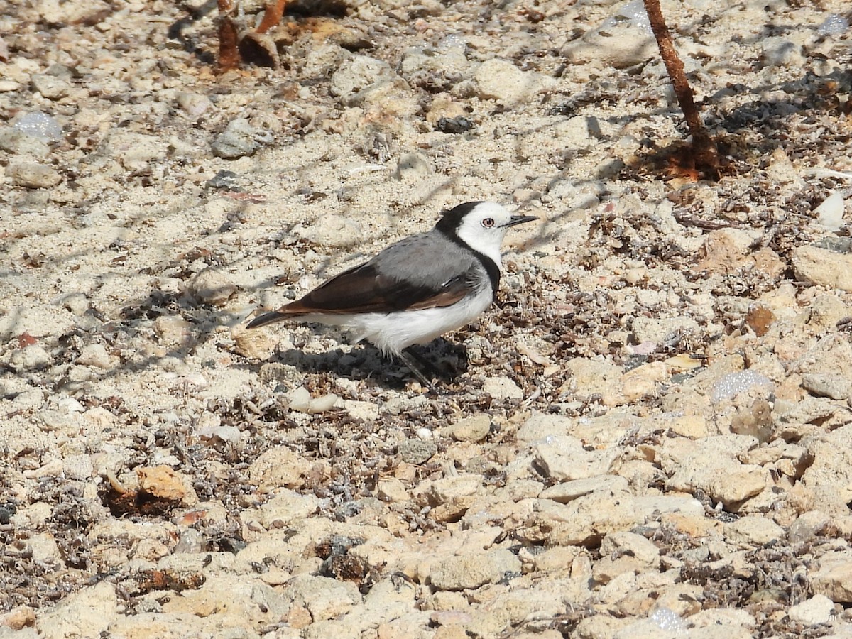 White-fronted Chat - ML647178095