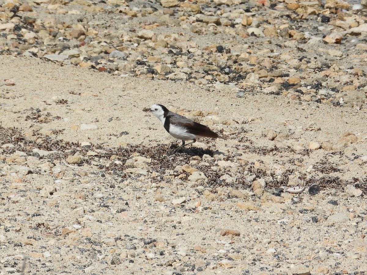 White-fronted Chat - ML647178096