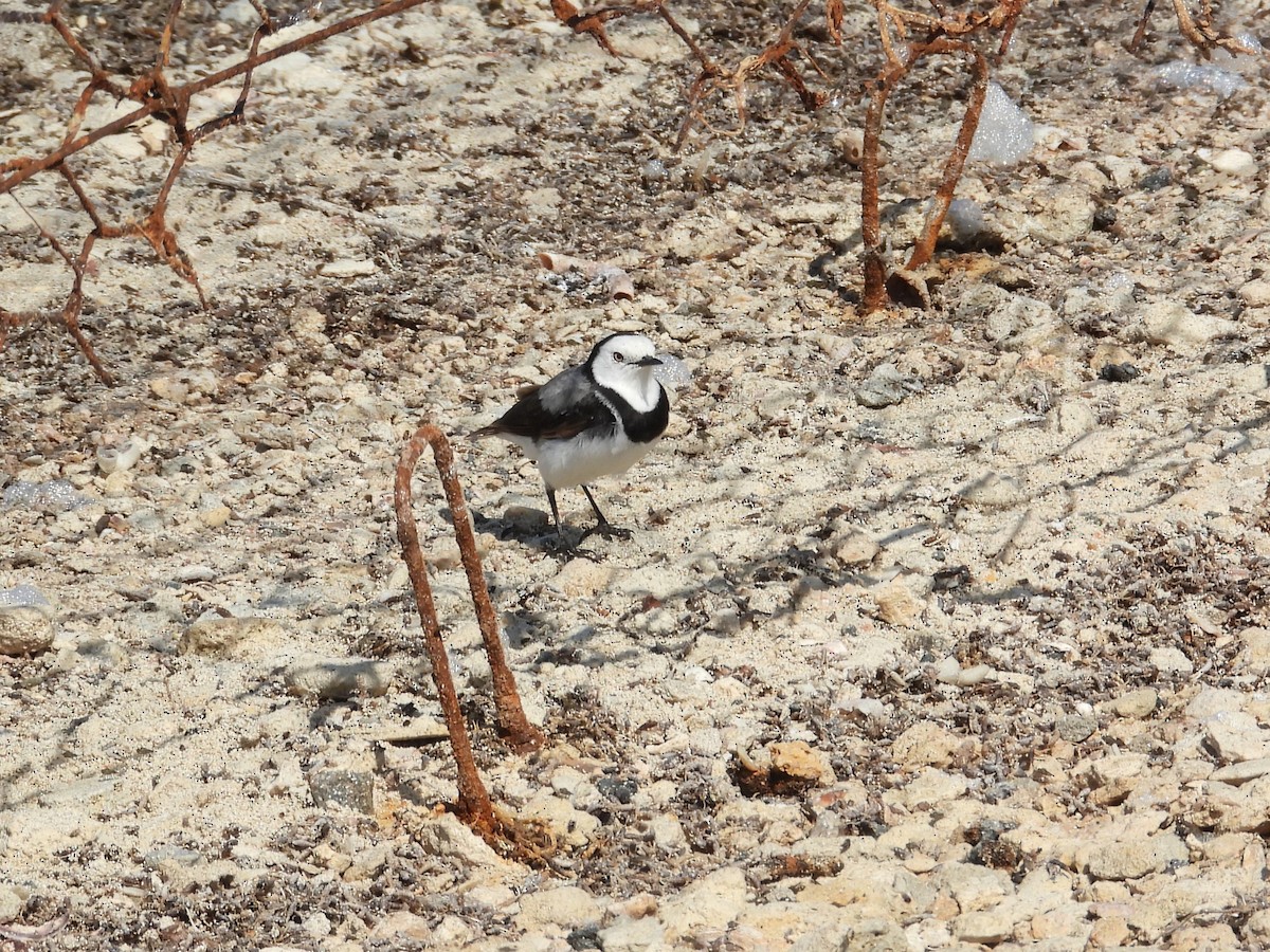 White-fronted Chat - ML647178097