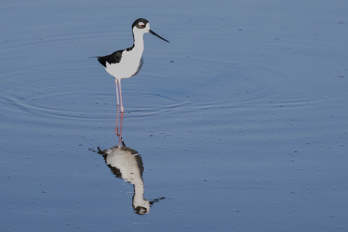 Zankaluze kaskabeltza - ML647178098