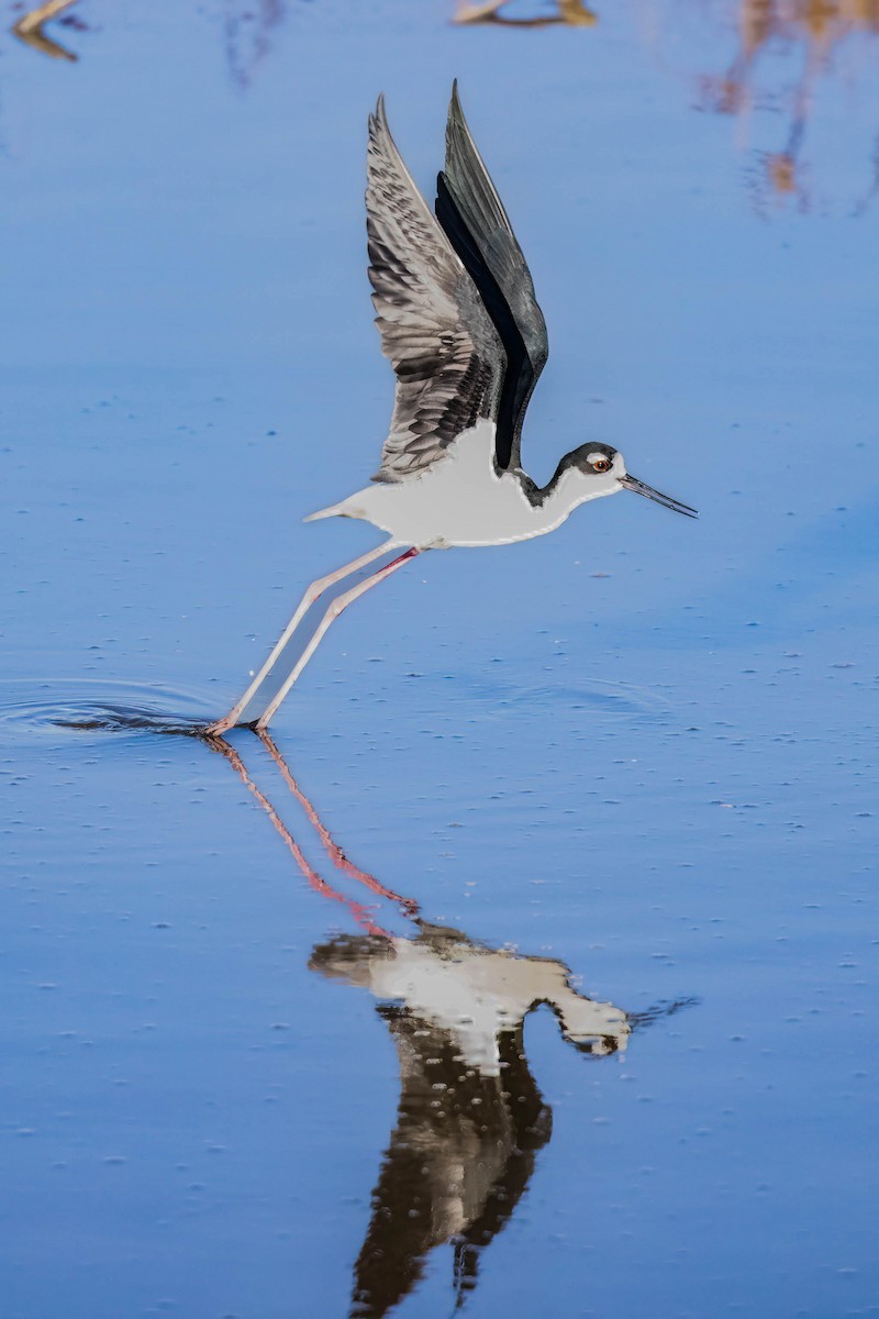 Zankaluze kaskabeltza - ML647178099