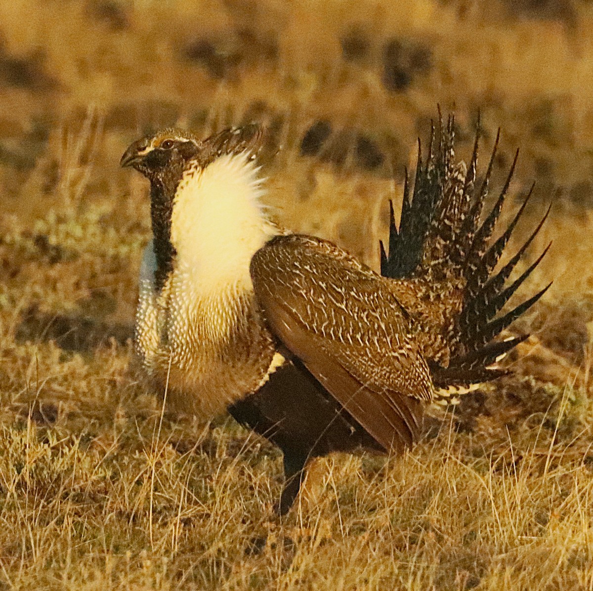 Greater Sage-Grouse - ML647178121