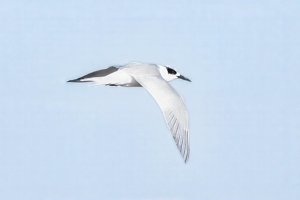 Forster's Tern - ML647178124