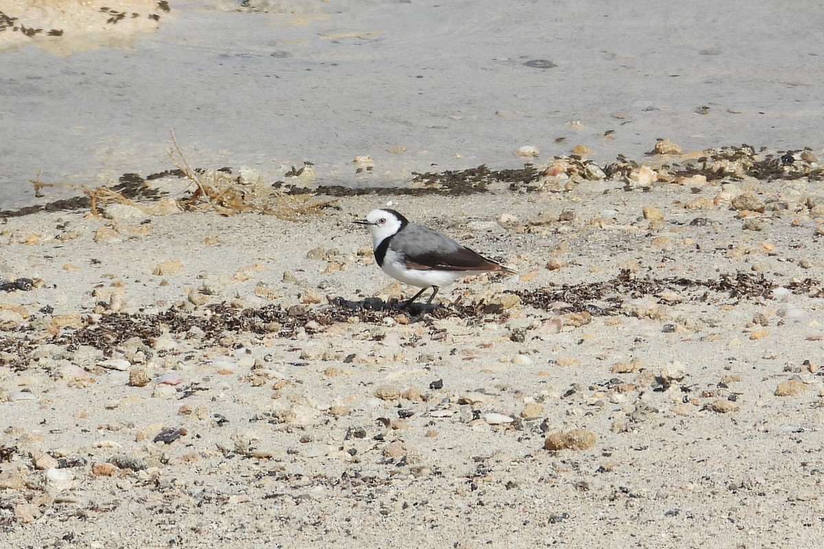 White-fronted Chat - ML647178128