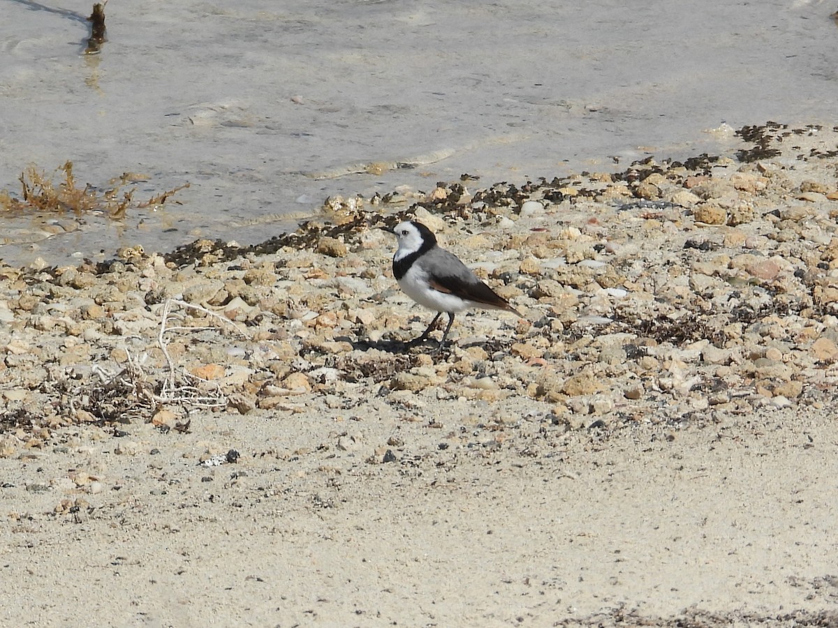 White-fronted Chat - ML647178129