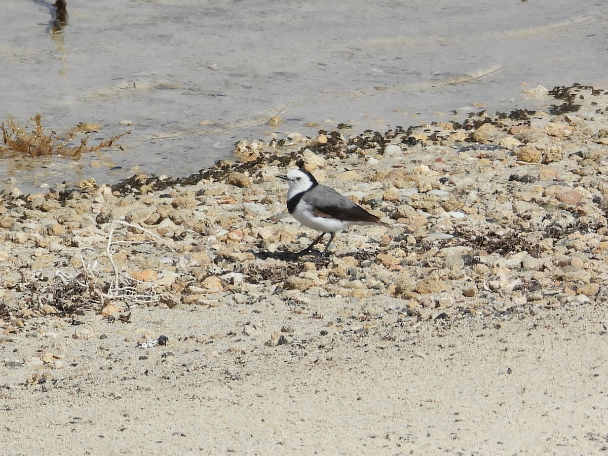White-fronted Chat - ML647178130