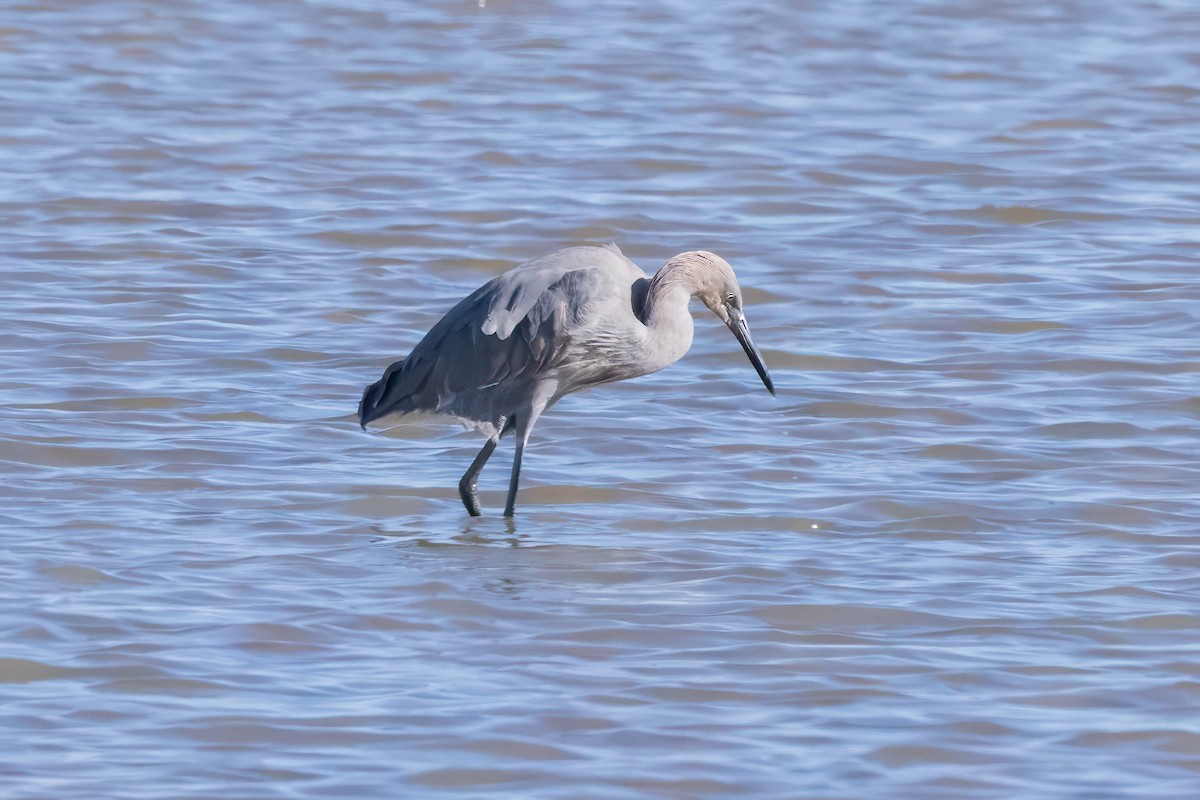 Reddish Egret - ML647178136