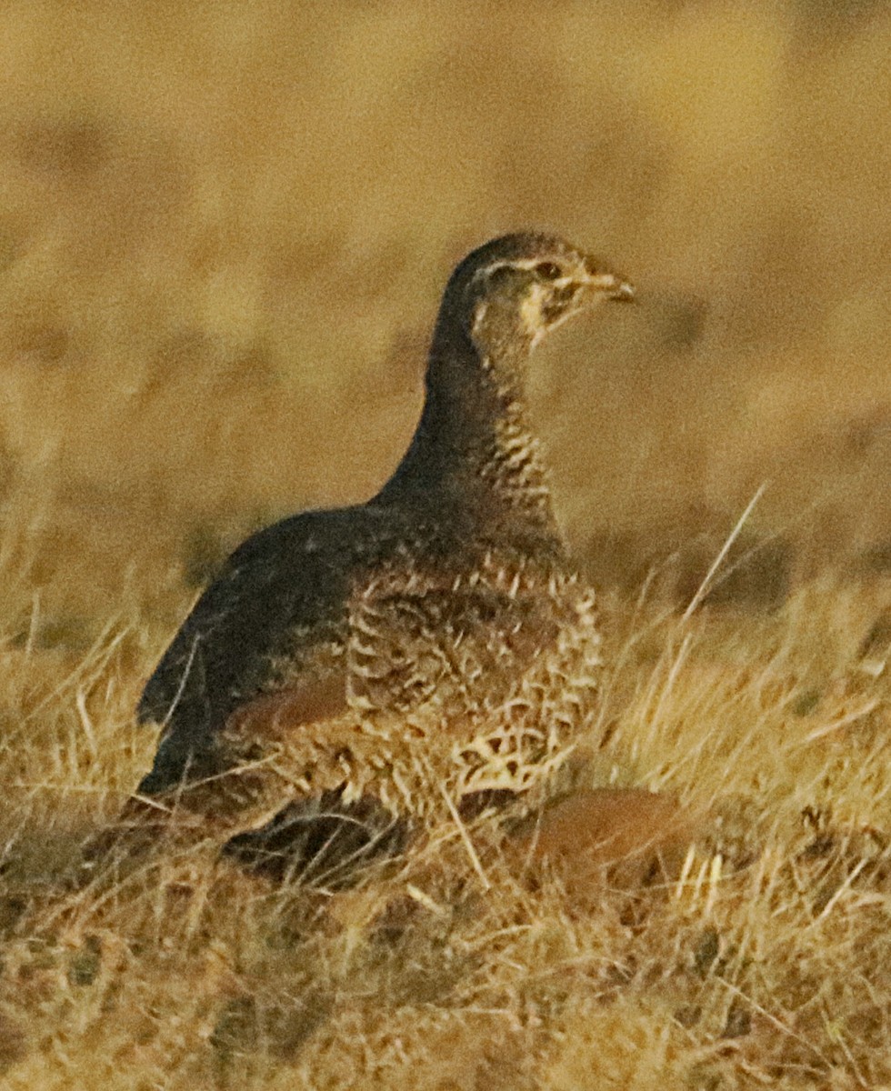 Greater Sage-Grouse - ML647178137