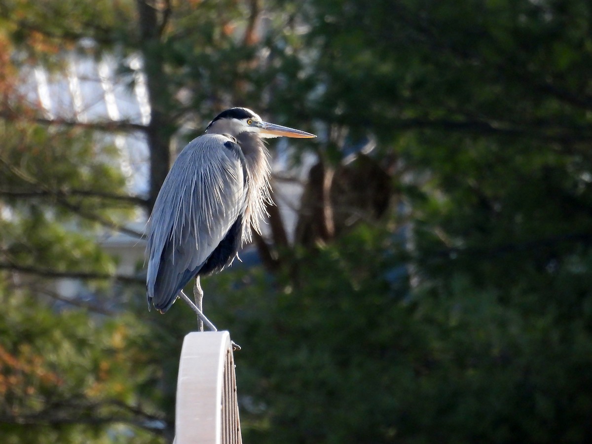 Great Blue Heron - ML647178143