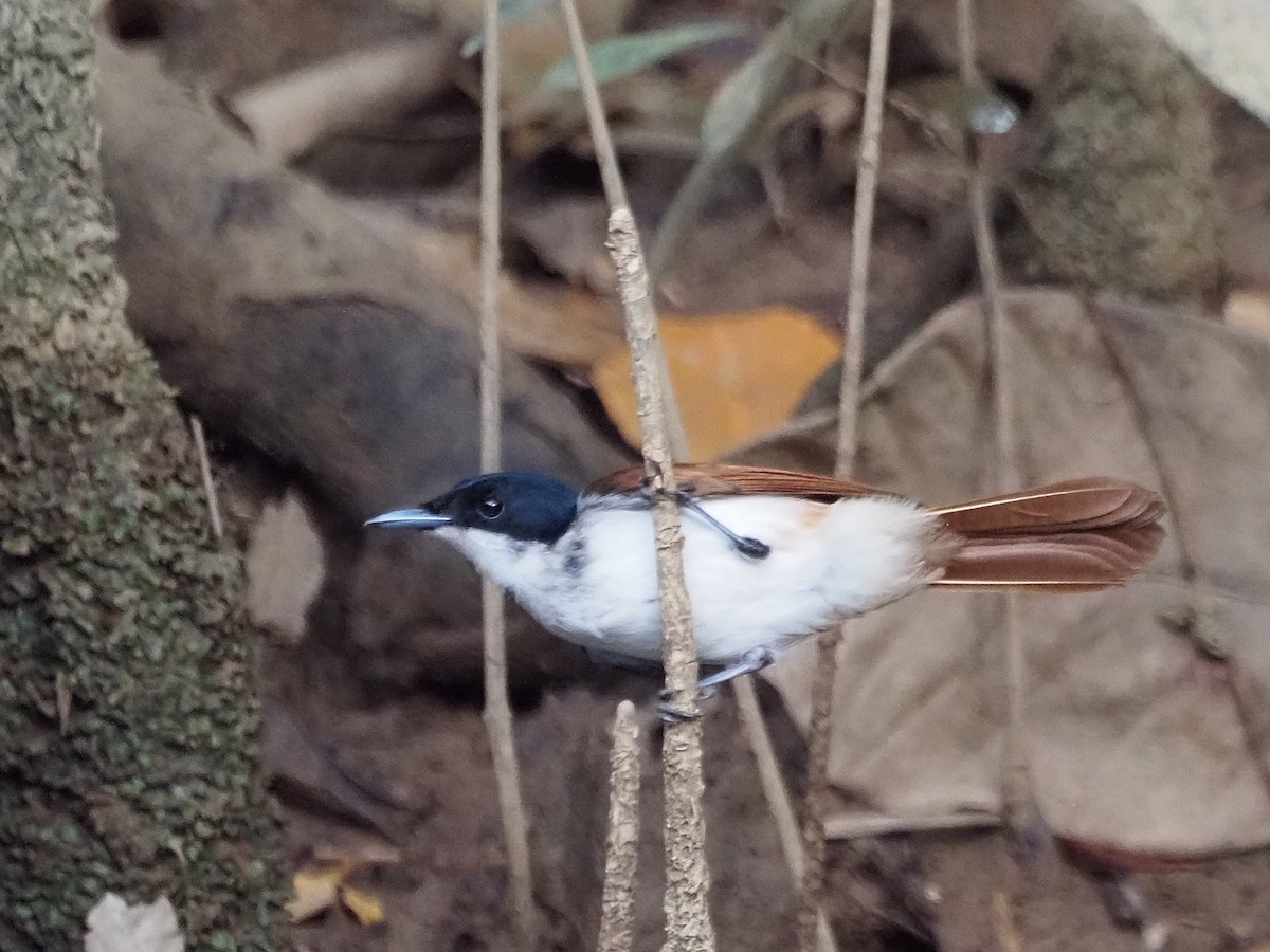 Shining Flycatcher - ML647178151
