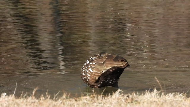 Limpkin - ML647178160