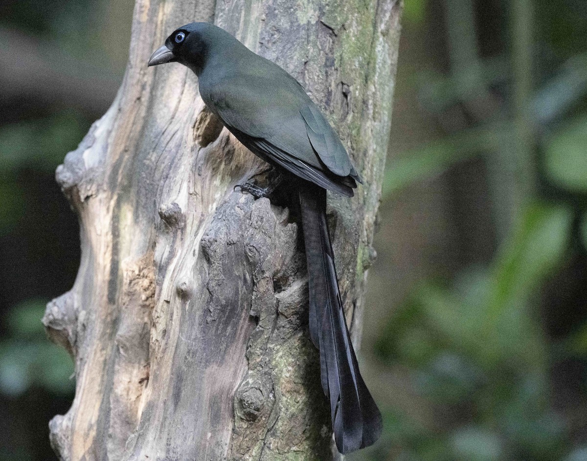 クロラケットオナガ - ML647178162