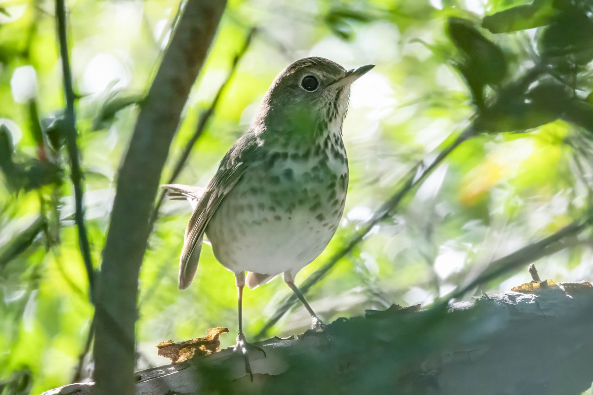Дрізд-короткодзьоб плямистоволий - ML647178163