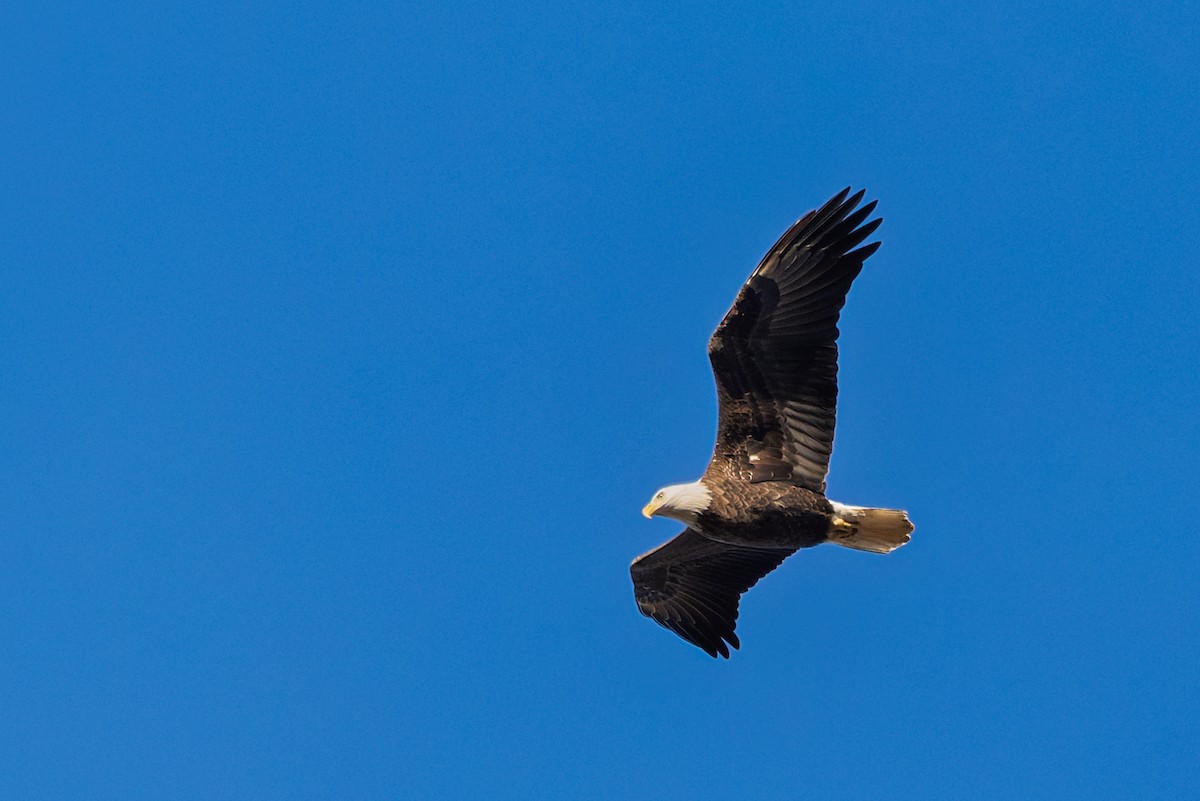 Bald Eagle - ML647178172
