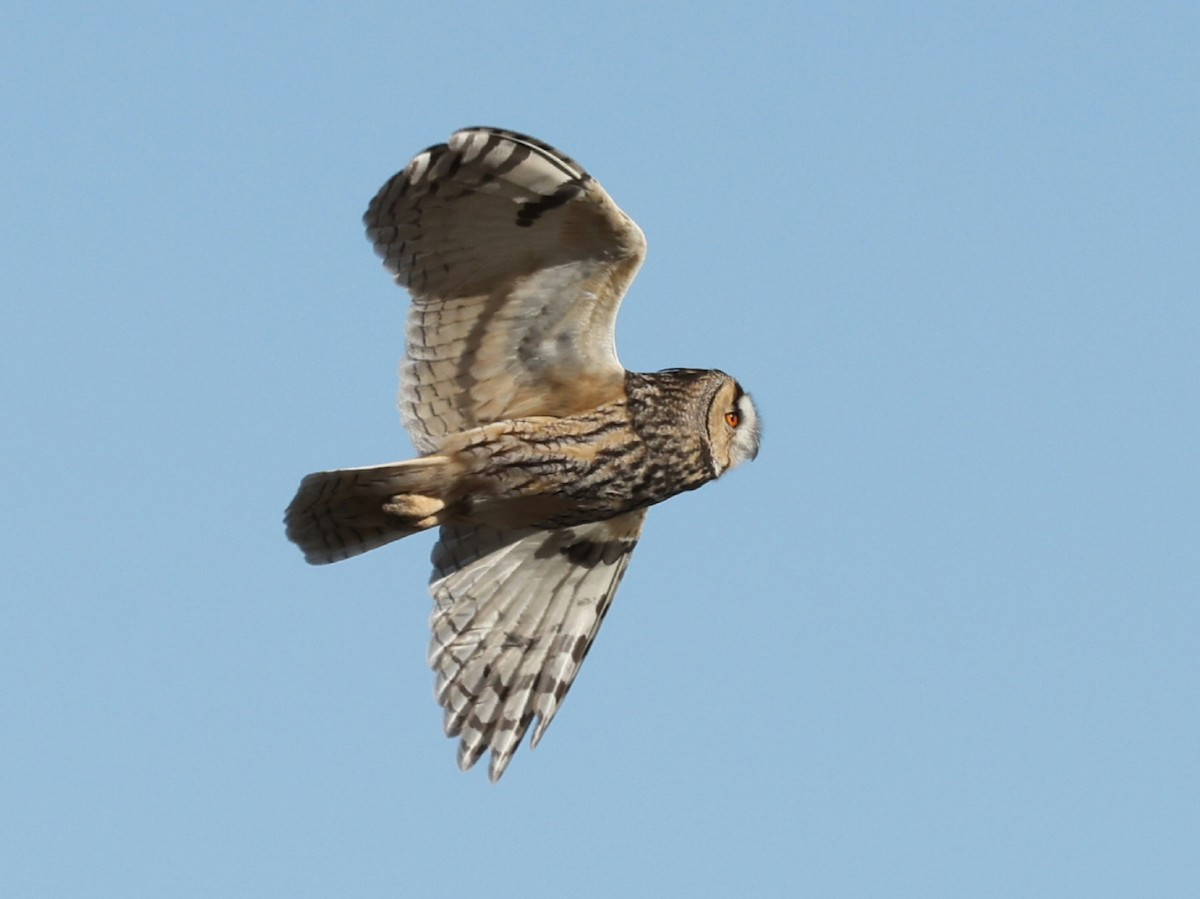 Long-eared Owl - ML647178176