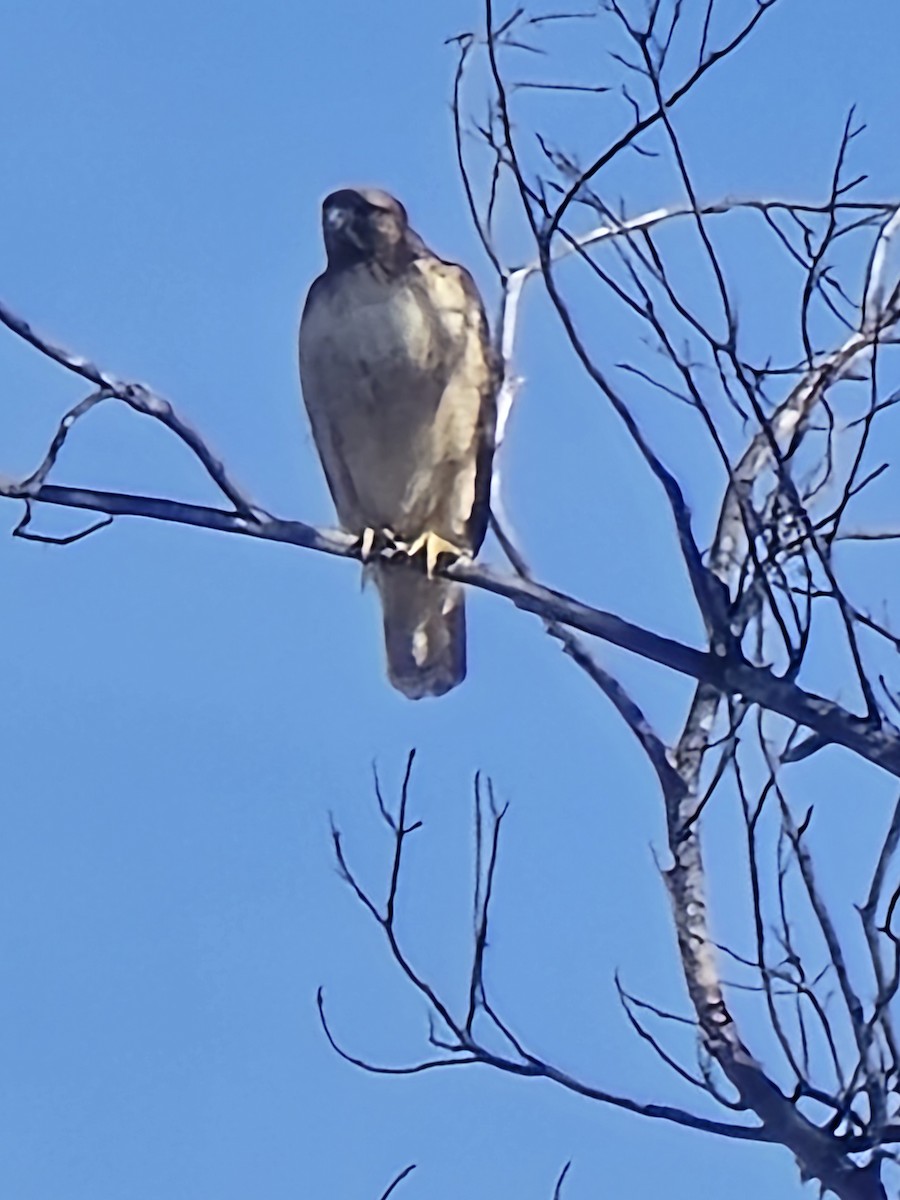 Poiana codarossa - ML647178188