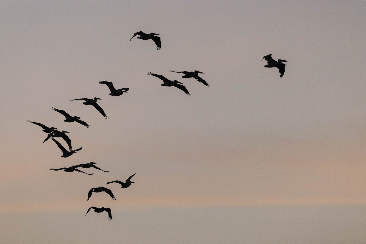 blackbird sp. - ML647178190