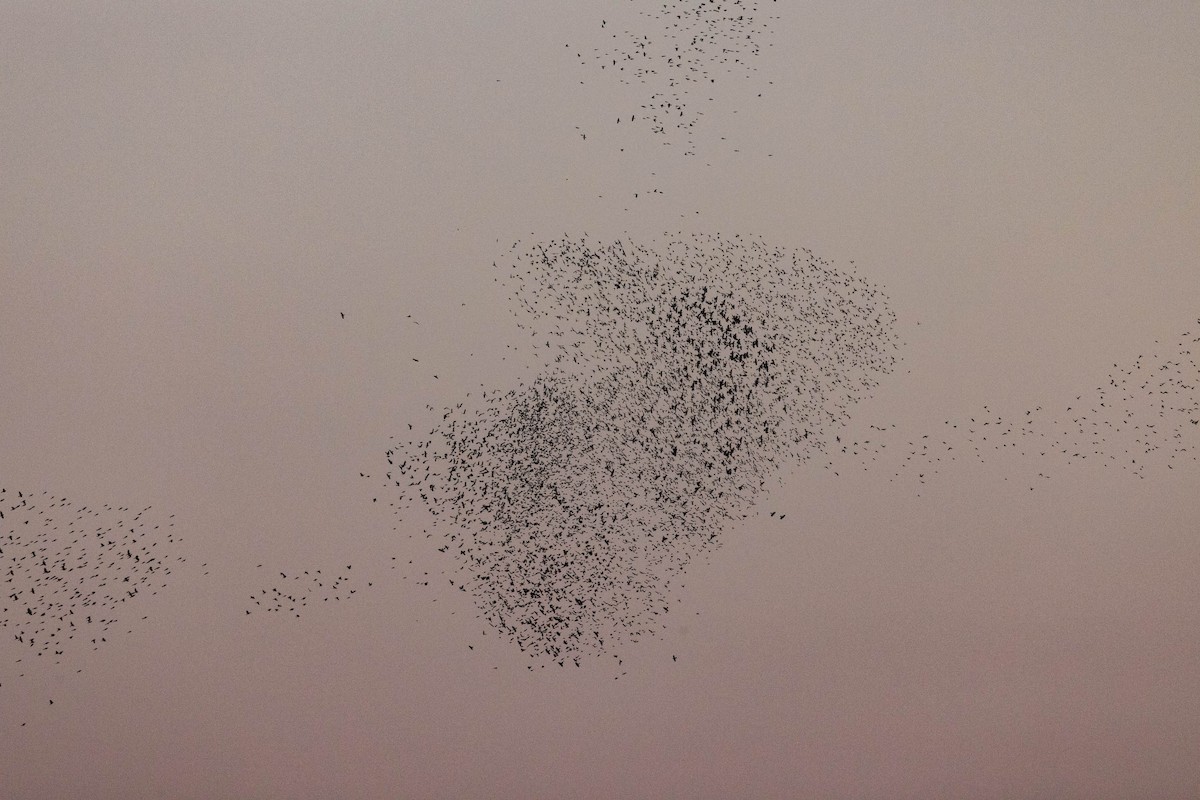 blackbird sp. - ML647178191