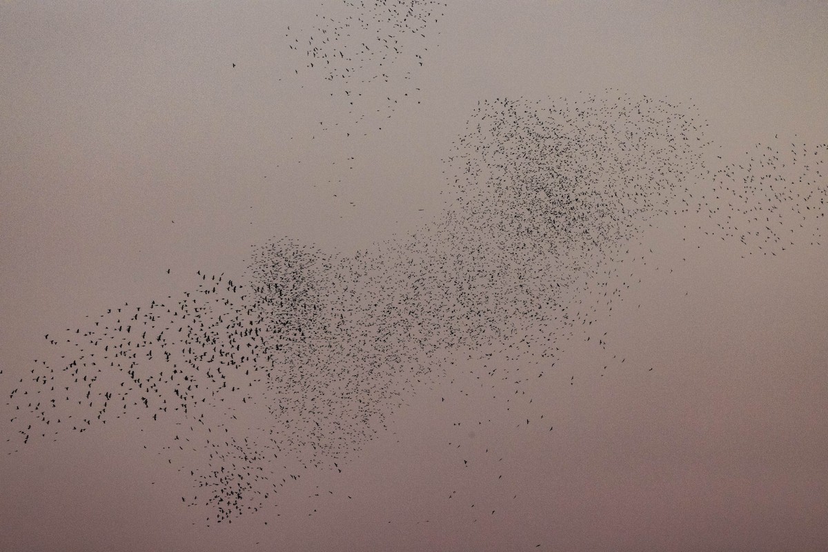 blackbird sp. - ML647178192