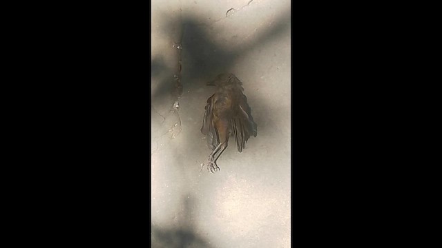 Rufous-bellied Thrush - ML647178207