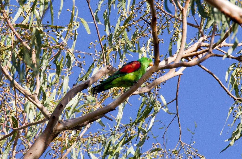 Red-winged Parrot - ML64717821