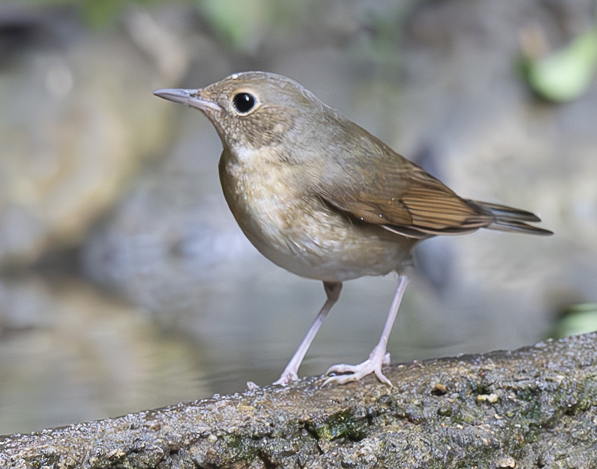 Siberian Blue Robin - ML647178235