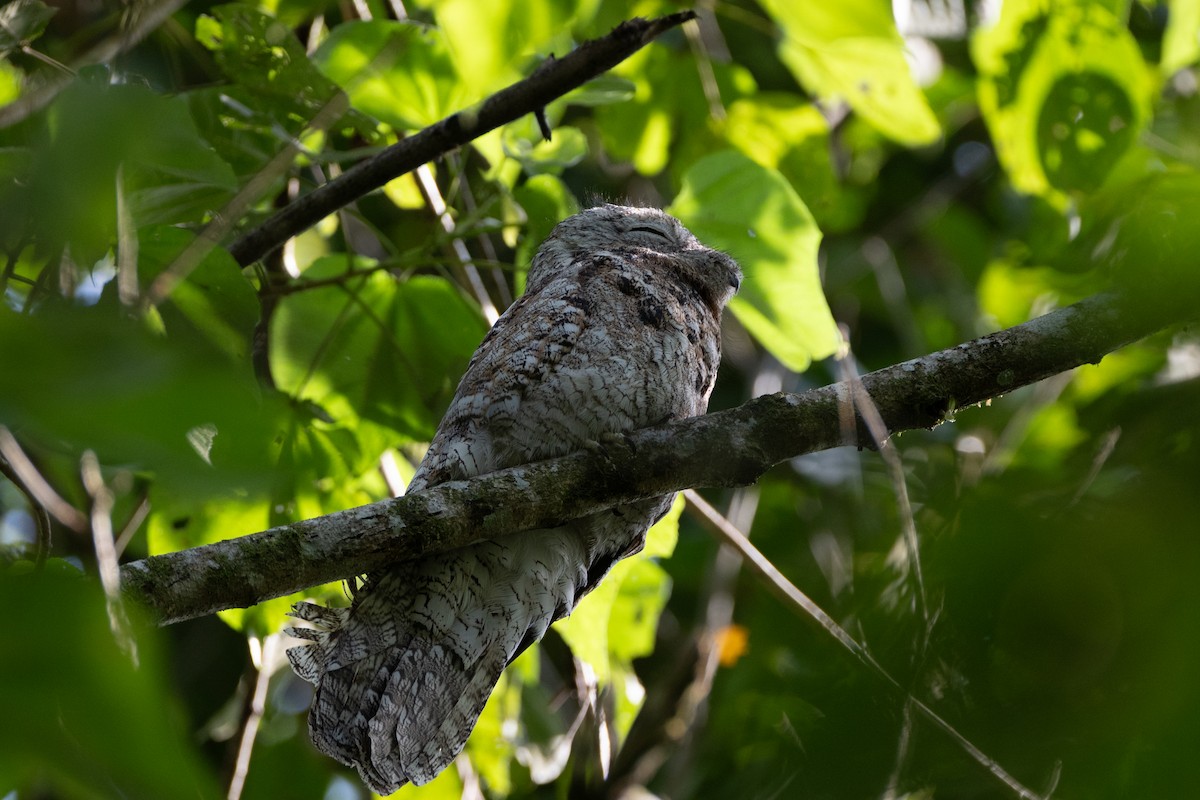 Great Potoo - ML647178236