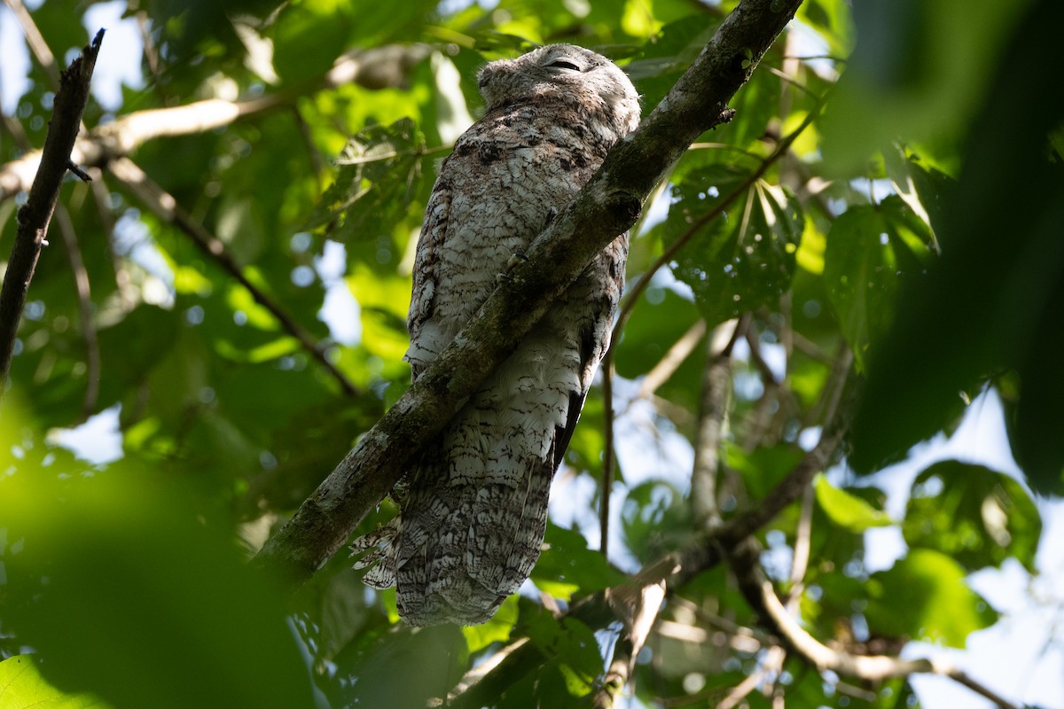 Great Potoo - ML647178237